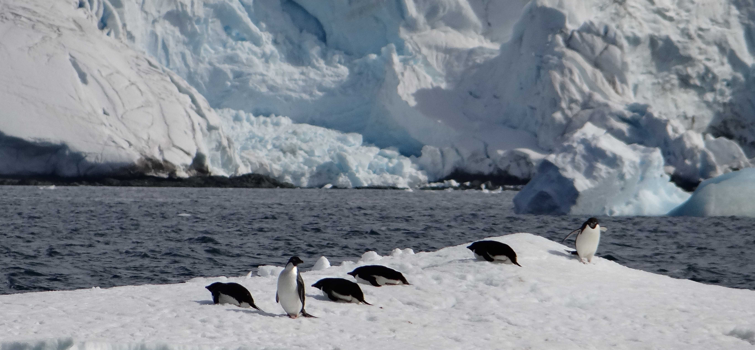 ANTARKTYKA – Podróż do Krainy Lodu – wystawa