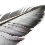 Sto lat u siebie. Zabytki piśmiennictwa polskiego w zbiorach bydgoskiej książnicy